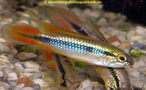 Zierfische-Foto Agassiz Zwergbuntbarsch - Apistogramma agassizii