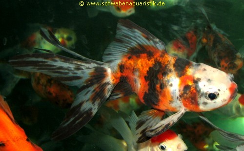 Shbunkin Goldfish - السمكة المرقطة شبنكن  Schleierschwanz_ryukin_calico-Carassius_auratus,