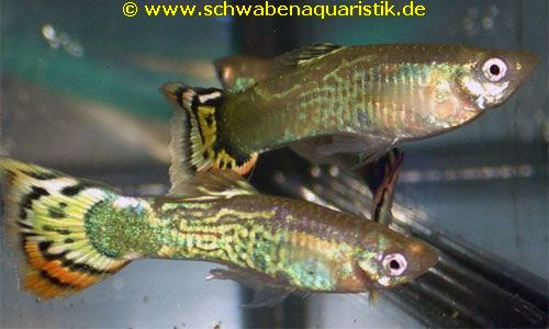 Aquaristik-Bilder Guppy, Platy, Molly & Co.