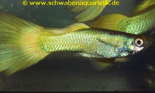 Aquaristik-Bilder Guppy, Platy, Molly & Co.