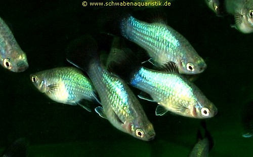 Aquaristik-Bilder Guppy, Platy, Molly & Co.