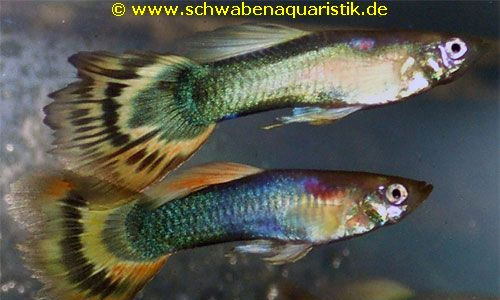 Aquaristik-Bilder Guppy, Platy, Molly & Co.