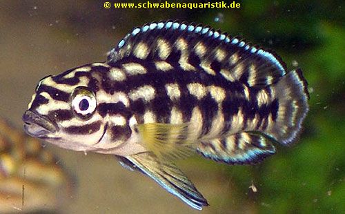 Julidochromis transcriptus - Schwarzweißer Schlankcichlid