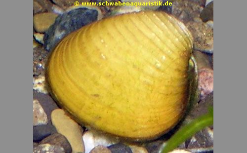 Aquarienmuschel/Muschel sorgt für Glasklares Aquariumwasser! Schnecken Goldene Körbchenmuschel 10 Stück 