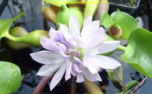 Dickstielige Wasserhyazinthe - Eichhornia crassipes