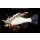Glowing LionFish XL