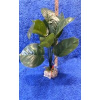 Anubias 1  24cm grün