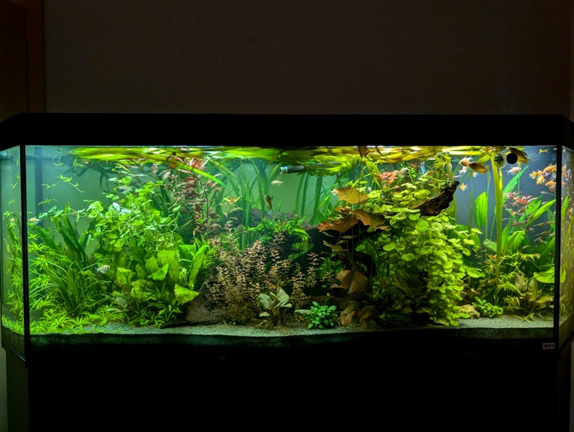 2m Panorama Aquarium Sonderanfertigung in Betrieb